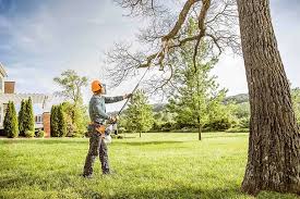 How Our Tree Care Process Works  in  Hampton, SC