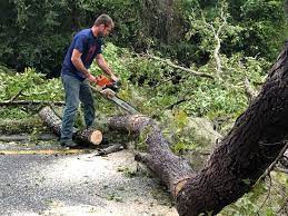 Professional Tree Care in Hampton, SC