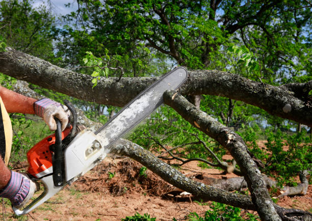 Best Tree Trimming and Pruning  in Hampton, SC